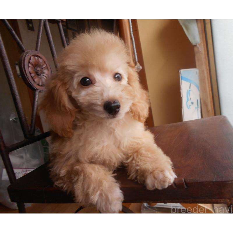 販売中の福岡県のタイニープードル-416526の3枚目